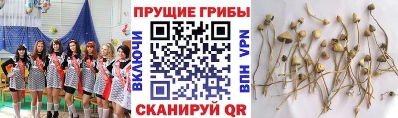 Псилоцибиновые грибы Psilocybe  продажа наркотиков  Багратионовск 